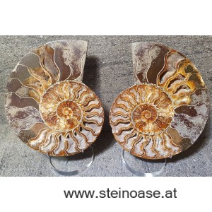 Ammoniten Nr.4 Paar  INFO